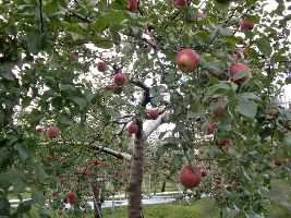 Apple Orchids
